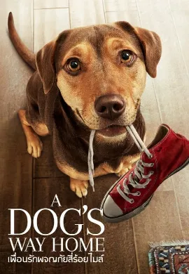ดูหนัง A Dog’s Way Home (2019) เพื่อนรักผจญภัยสี่ร้อยไมล์